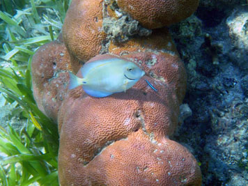 Roatan reef fish